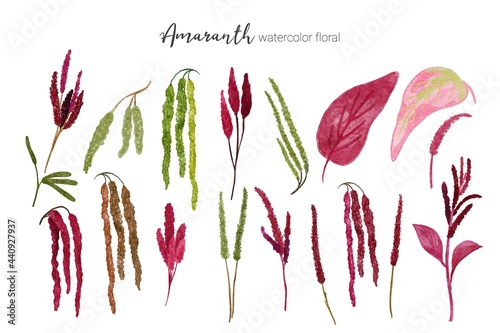 collection of amaranthus watercolor digital illustration