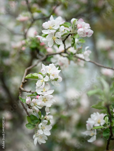 Beautiful flowers on a branch of an apple tree