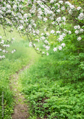 Path in the garden between flowering trees