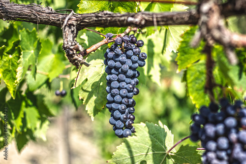 Sangiovese grapes used to produce Brunello di Montalcino photo