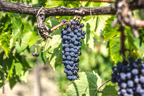 Sangiovese grapes used to produce Brunello di Montalcino