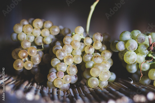 Drying Trebbiano grapes to make Vin Santo photo
