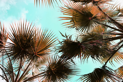 Beautiful palm trees outdoors on sunny summer day  bottom view. Stylized color toning