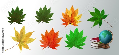 Vector illustration of realistic bright colorful autumn fallen leaves on the white background. Set of colorful autumn leaves. Vector realistic fall leaf collection.