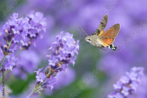 The hummingbird hawk-moth (Macroglossum stellatarum) is a species of hawk moth found across temperate regions of Eurasia. The species is named for its similarity to hummingbirds