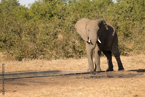 Kruger National Park  elephant 