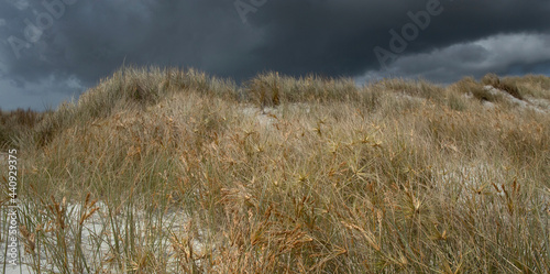 Dunes and dark clouds at henderson bay,new zeeland, northland, oceanie; rarawa beach. Marram grass photo