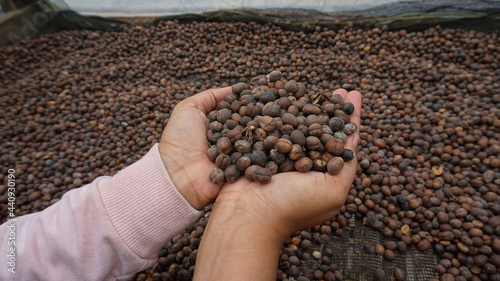 Arabica coffee is dried to produce quality coffee 