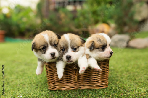 newborn puppies in the basket