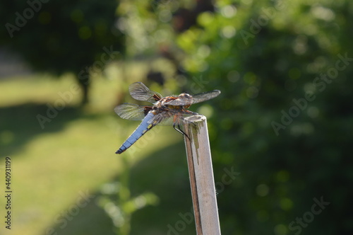 Junge männliche Plattbauch-Libelle (Libellula depressa) 