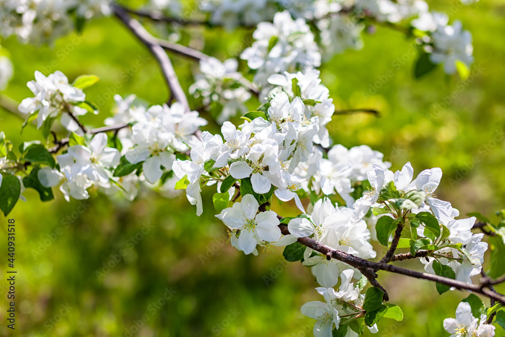 branches of flowering apple trees