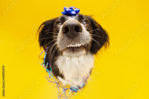 Dog celebrating birthday with a bow and paper descoration. Isolated on yellow background photo