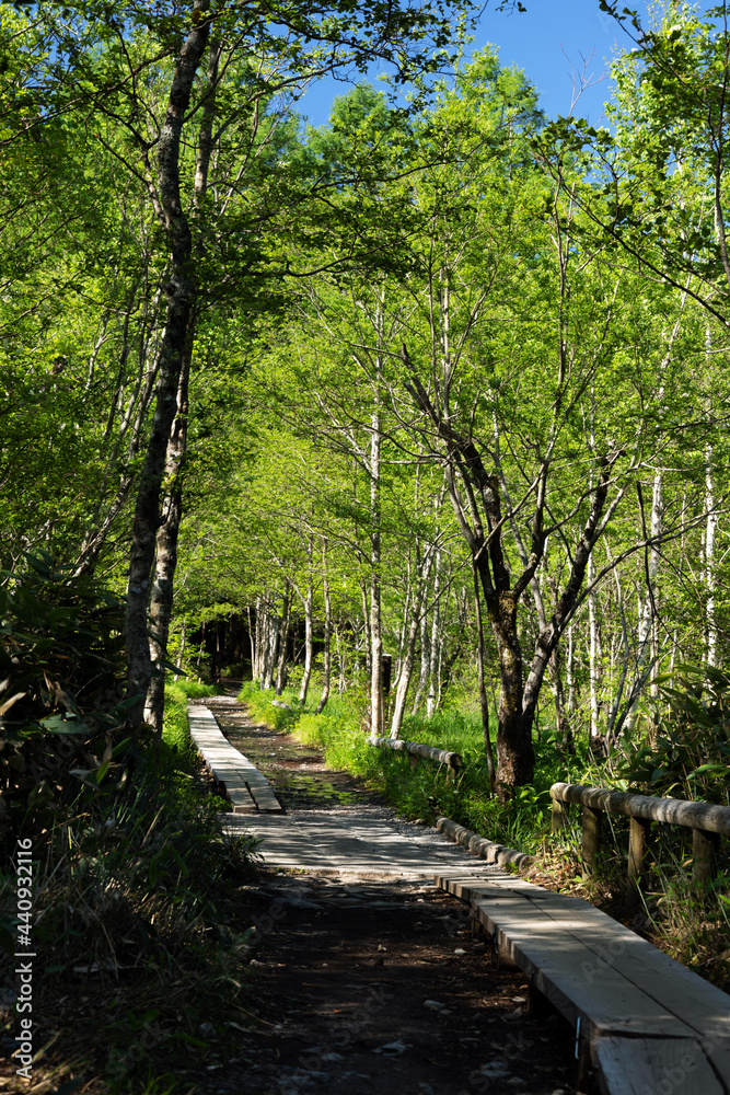 Obraz premium 新緑の上高地を通る木道