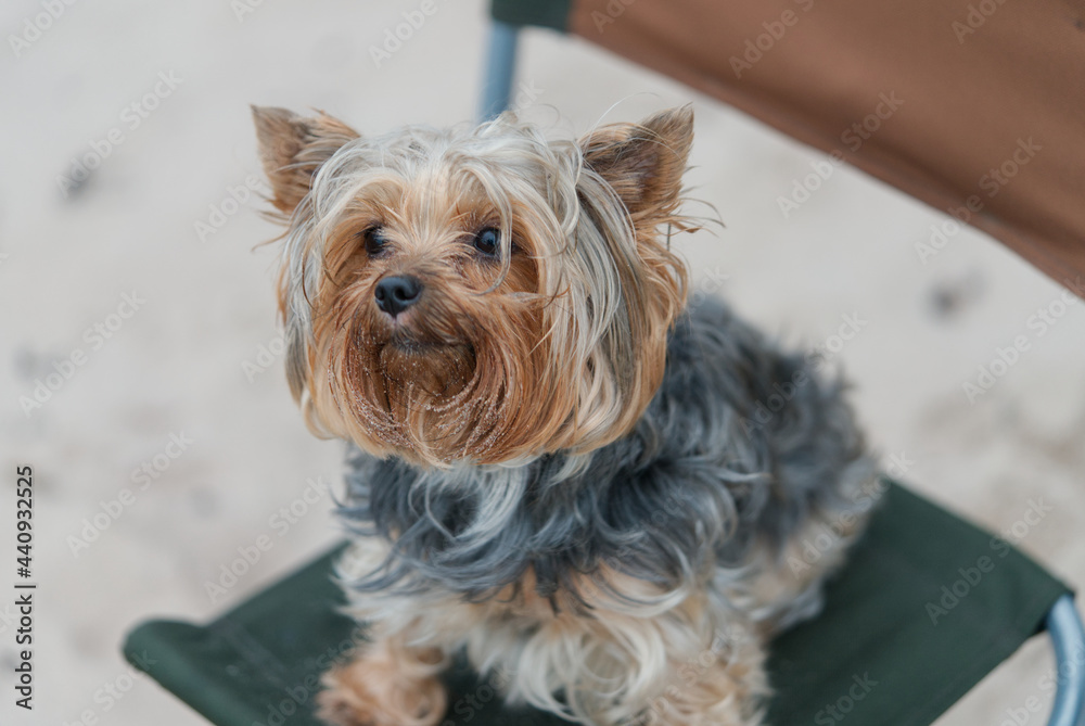 yorkshire terrier sitting on chair in the beach background yorkshire terrier sitting on chair in the beach background
