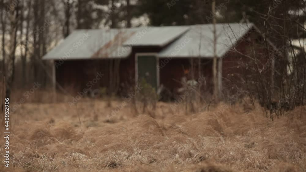 old abandoned farm house barn in a forest in sweden with strong wind