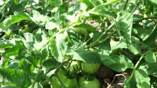 Pure organic tomatoes in the field. 4K