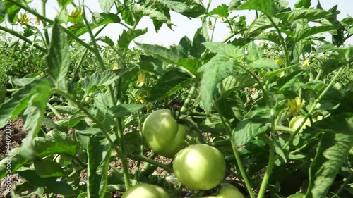 Pure organic tomatoes in the field. 4K
