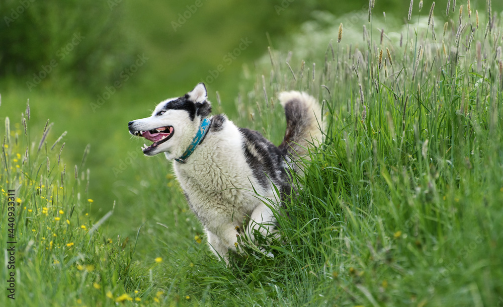 Comical dog is in outdoors. Happy Siberian Husky is running in a field.