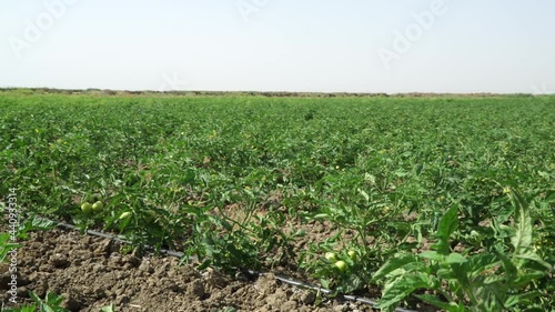 Pure organic tomatoes in the field. 4K
