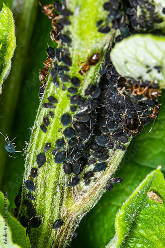 Canvas Print The black bean aphid (Aphis fabae) is a member of the order Hemiptera