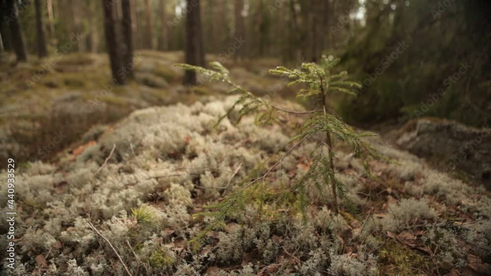 Trees and grass in the forest during heavy win in Norwegian forest Trees and grass in the forest during heavy win in Norwegian forest