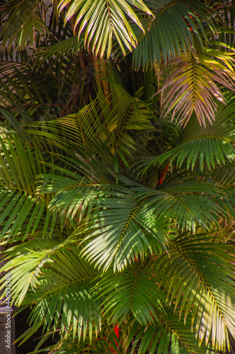 tropical leaves, abstract green leaves texture, nature background