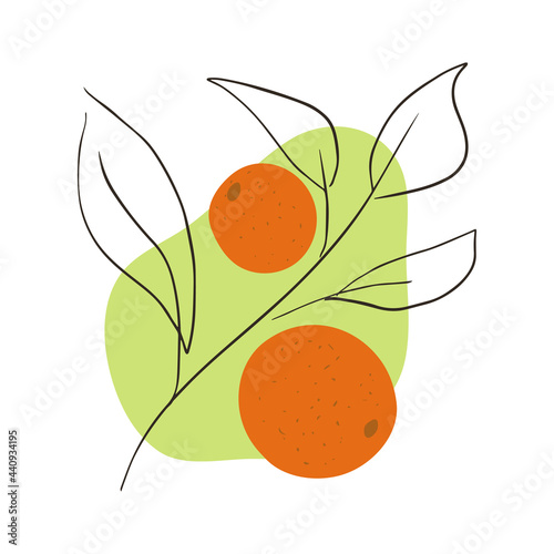 Oranges on a branch with leaves on an abstract shape background. Minimalist citrus fruit vector illustration in hand drawn style