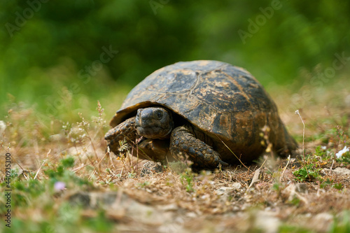 Portrait of A Greek Tortoise in Natural Habitat