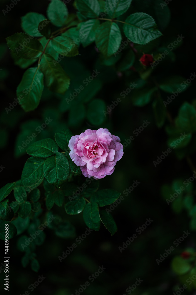 Obraz premium A bush of pink blooming roses in the evening garden