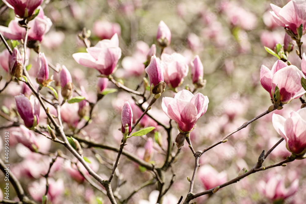 Magnolia spring flowers