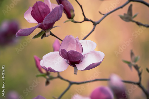 Fototapeta Naklejka Na Ścianę i Meble -  Magnolia spring flowers