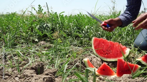 Agriculturist showing his watermelons he has grown. 4K