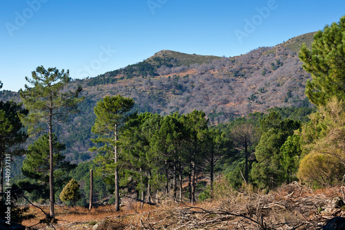 Cerro Sarnosa. Avila. España. Europa.