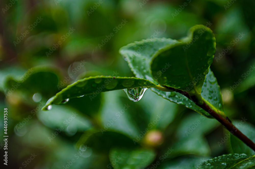 Fototapeta premium 今にも落ちそうな水滴。