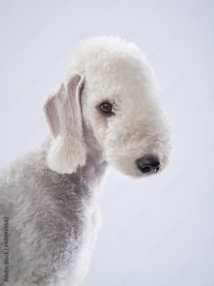 White Bedlington. close-up portrait of a dog. Charming pet in studio White Bedlington. close-up portrait of a dog. Charming pet in studio