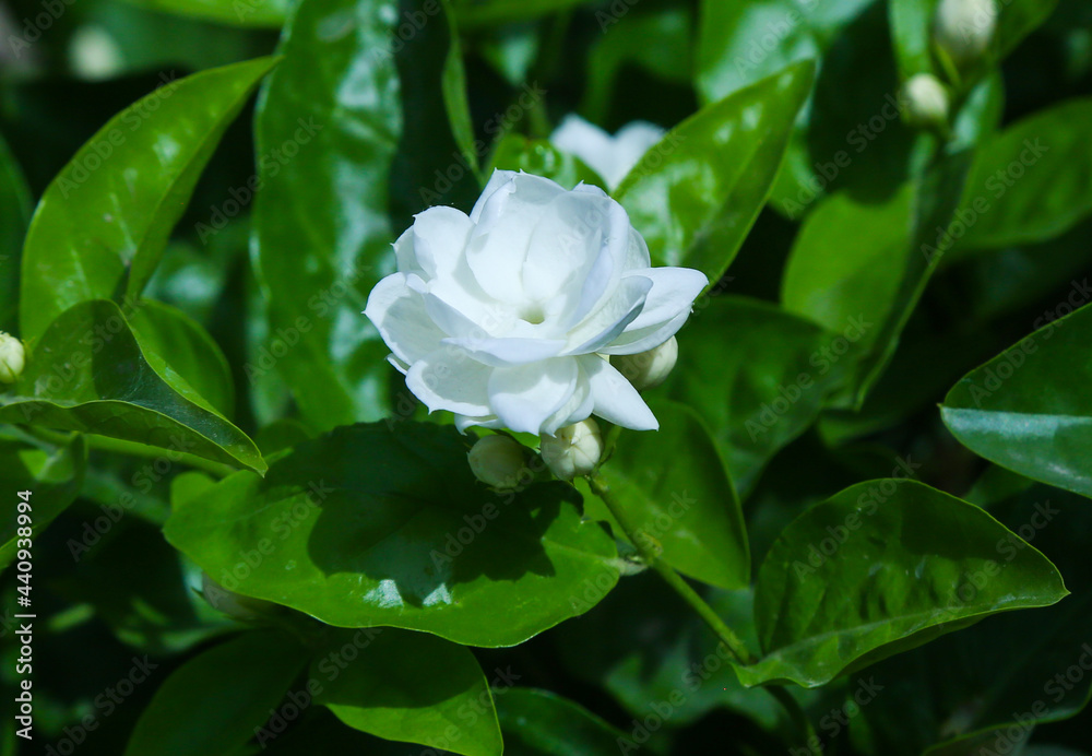 Jasmine white flower