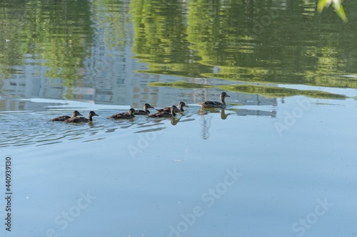 Mother duck and ducklings swim on the water of the city pond
