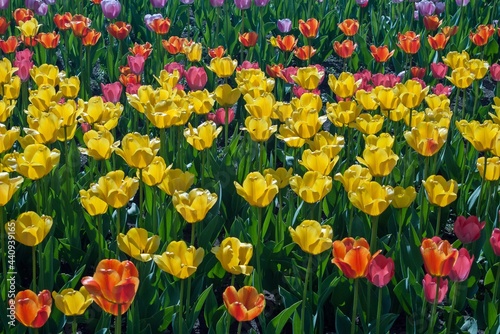 Tulips grow on the lawns of the city © Valery Kleymenov