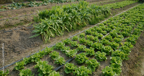 Green leaf lettuce plant cultivation on organic farm