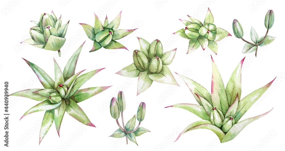 Naklejka premium Green lily buds. Set of watercolor images.