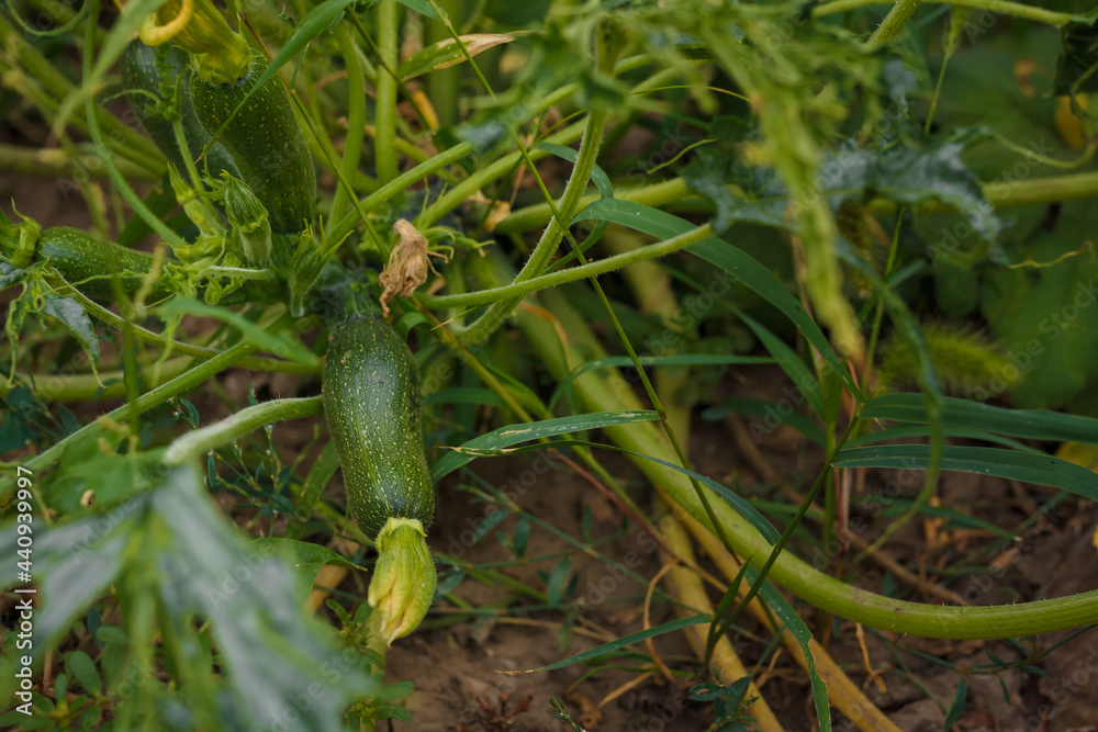 Obraz premium Little zucchini squash growing on vegetable bed. Fresh organic farm vegetables, healthy food, seasonal harvest