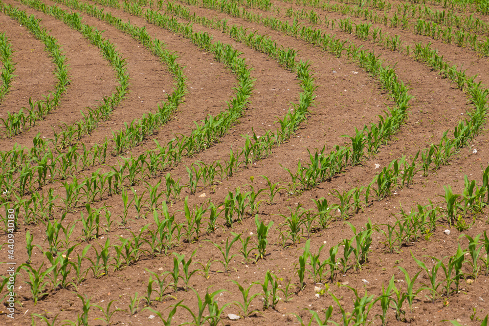 Field with young corn seedlings on a sunny day Field with young corn seedlings on a sunny day