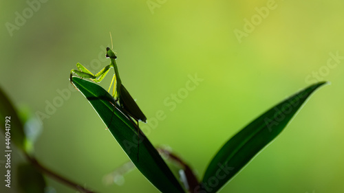 A back-lit green praying mantis perched on a plant with nature background