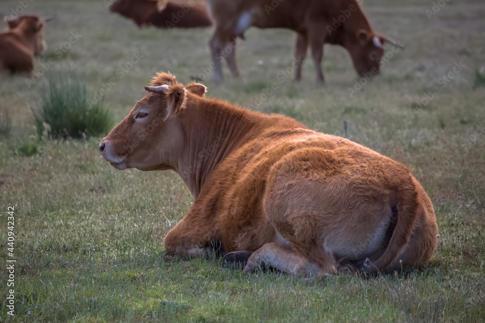 View of cows lying in grass pasture, beef cattle, spanish farmland View of cows lying in grass pasture, beef cattle, spanish farmland