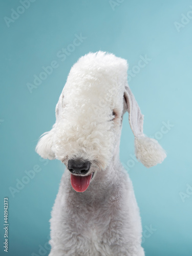 White Bedlington terrier. Charming pet in studio on a blue background. funny dog, stuck out his tongue  © Anna Averianova