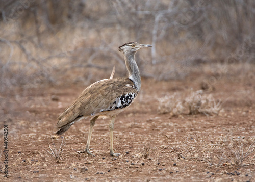 Obraz na płótnie Koritrap, Kori Bustard, Ardeotis kori w salonie