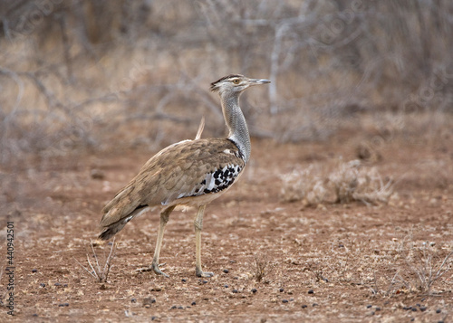 Koritrap, Kori Bustard, Ardeotis kori photo