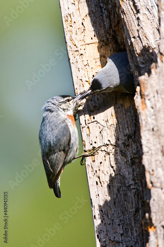 Turkse Boomklever, Krper\'s Nuthatch, Sitta krueperi photo