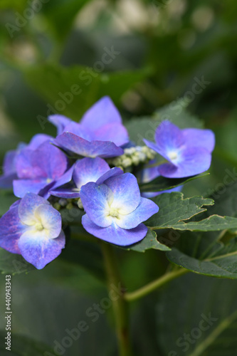 アジサイの花