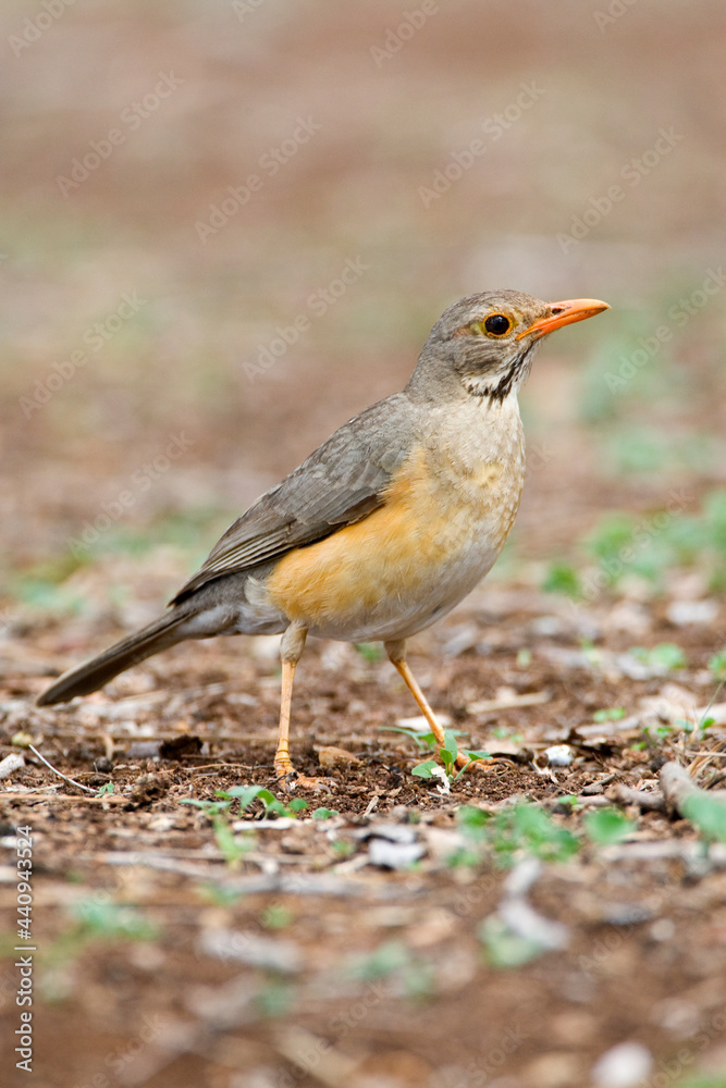 Fototapeta premium Kurrichane-lijster, Kurrichane Thrush, Turdus libonyana